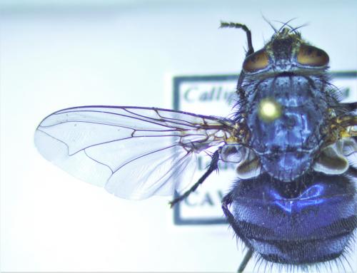 Calliphora vicina